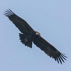 Greater Spotted Eagle